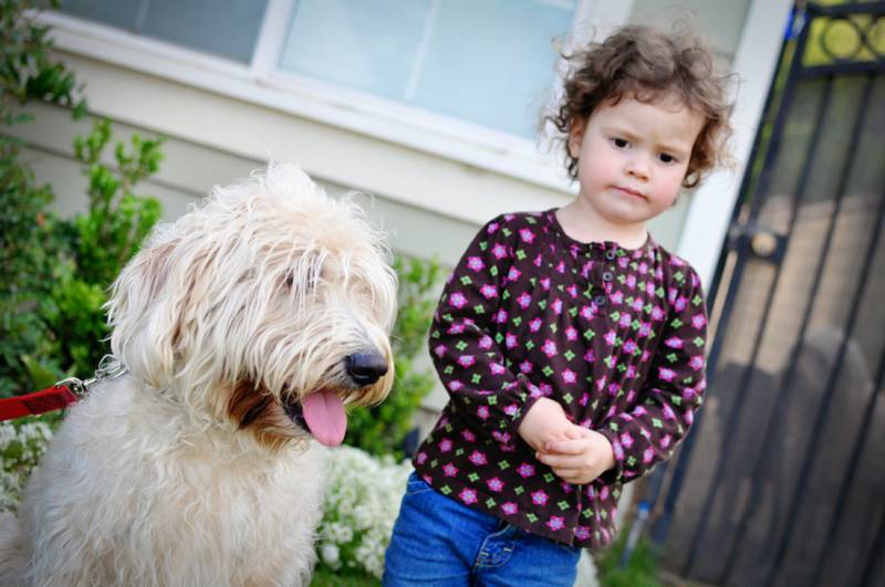 English Labradoodle