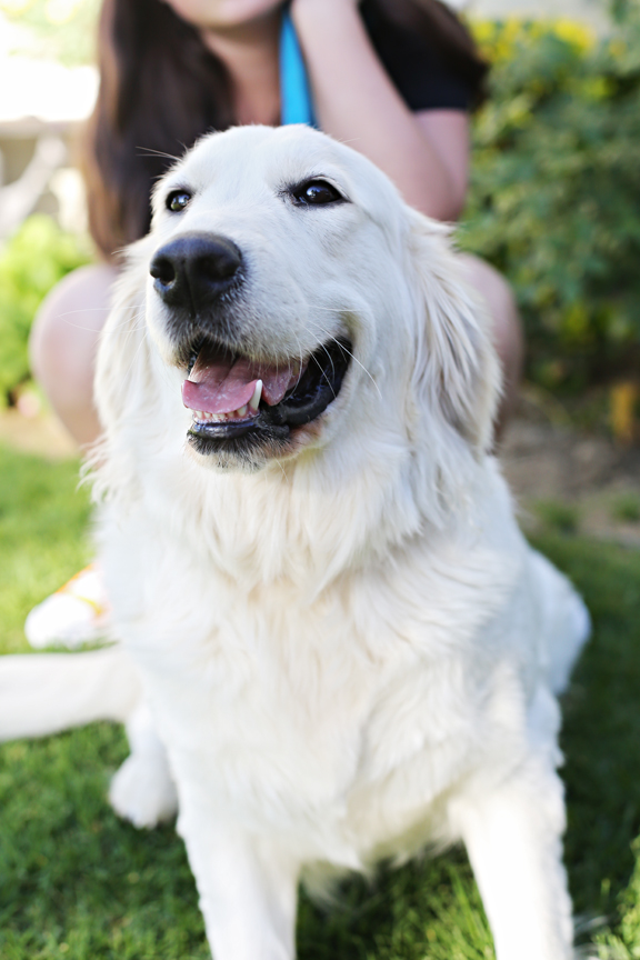 golden retriever puppies santa clarita faithful doodles goldendoodles southern california los angeles santa clarita golden retriever puppies santa clarita faithful doodles goldendoodles southern california los angeles santa clarita