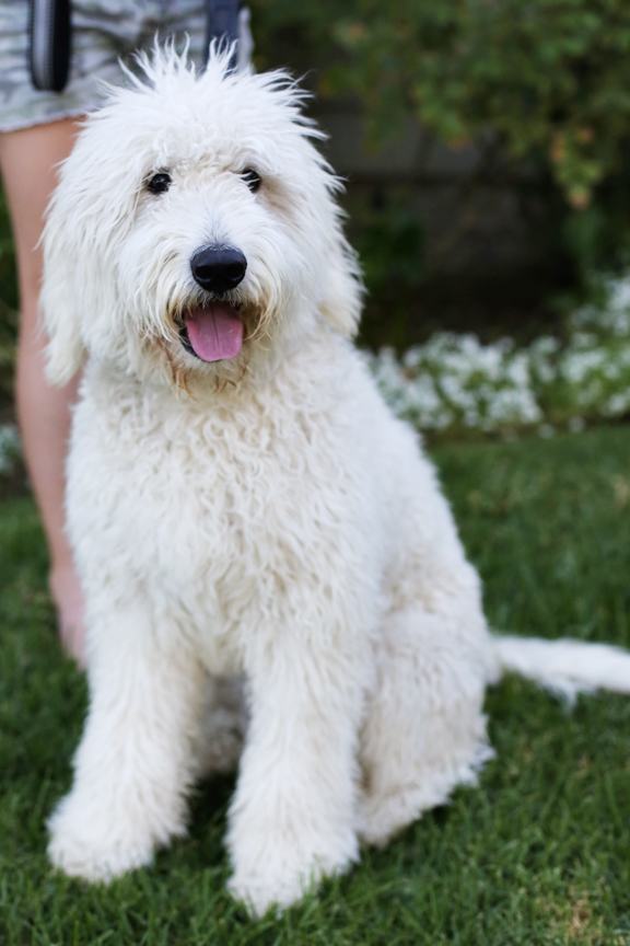 golden retriever puppies santa clarita faithful doodles goldendoodles southern california los angeles santa clarita golden retriever puppies santa clarita faithful doodles goldendoodles southern california los angeles santa clarita