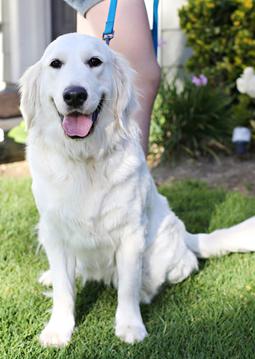 golden retriever puppies santa clarita faithful doodles goldendoodles southern california los angeles santa clarita golden retriever puppies santa clarita faithful doodles goldendoodles southern california los angeles santa clarita