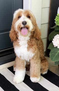 red tuxedo labradoodle