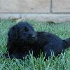 Daisy & Royal's F1 Medium Labradoodle- 4 Weeks Old