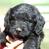 Daisy & Royal's F1 Medium Labradoodle- 5 Weeks Old