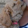 Daisy & Royal's F1 Medium Labradoodle- 6 Weeks Old