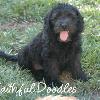 Daisy & Royal's F1 Medium Labradoodle- 8 Weeks Old