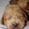 Daisy & Royal's F1 Medium Labradoodle- 1 Week Old