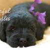 Daisy & Royal's F1 Medium Labradoodle- 3 Weeks Old