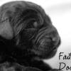 Daisy & Royal's F1 Medium Labradoodle- Newborn