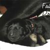 Daisy & Royal's F1 Medium Labradoodle- Newborn
