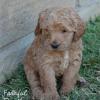 Daisy & Royal's F1 Medium Labradoodle- 4 Weeks Old
