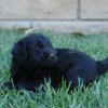 Daisy & Royal's F1 Medium Labradoodle- 4 Weeks Old