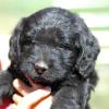 Daisy & Royal's F1 Medium Labradoodle- 5 Weeks Old