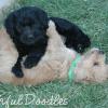 Daisy & Royal's F1 Medium Labradoodle- 5 Weeks Old