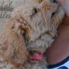 Daisy & Royal's F1 Medium Labradoodle- 6 Weeks Old