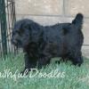 Daisy & Royal's F1 Medium Labradoodle- 6 Weeks Old