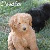 Daisy & Royal's F1 Medium Labradoodle- 8 Weeks Old