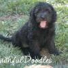 Daisy & Royal's F1 Medium Labradoodle- 8 Weeks Old