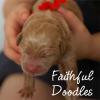 Daisy & Royal's F1 Medium Labradoodle- Newborn
