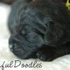 Daisy & Royal's F1 Labradoodle-1 Week Old