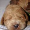 Daisy & Royal's F1 Medium Labradoodle- 1 Week Old