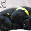 Daisy & Royal's F1 Medium Labradoodle- 2 Weeks Old