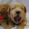 Daisy & Royal's F1 Medium Labradoodle- 2 Weeks Old