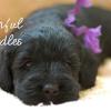 Daisy & Royal's F1 Medium Labradoodle- 3 Weeks Old