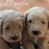 Daisy & Royal's F1 Medium Labradoodle- 3 Weeks Old