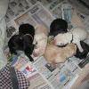 Newborn