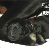 Daisy & Royal's F1 Medium Labradoodle- Newborn
