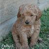 Daisy & Royal's F1 Medium Labradoodle- 4 Weeks Old