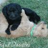Daisy & Royal's F1 Medium Labradoodle- 5 Weeks Old
