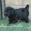 Daisy & Royal's F1 Medium Labradoodle- 6 Weeks Old