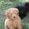 Daisy & Royal's F1 Medium Labradoodle- 8 Weeks Old