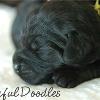 Daisy & Royal's F1 Labradoodle-1 Week Old
