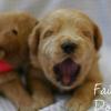 Daisy & Royal's F1 Medium Labradoodle- 2 Weeks Old